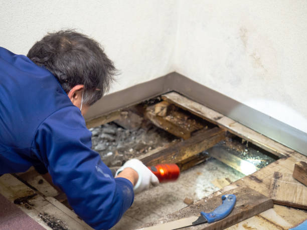 Best Black Mold Removal  in Combe, LA