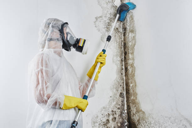 Best Office Mold Removal Services  in Combe, LA