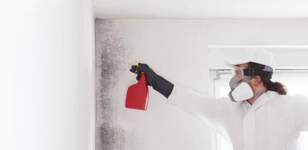 Best Affordable Mold Removal  in Combe, LA