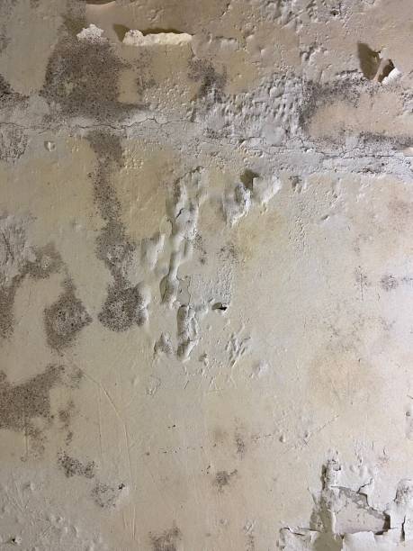 Best Mold Testing  in Combe, LA