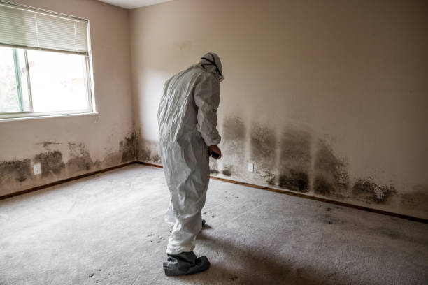 Reliable Lacombe, LA Mold Removal Solutions