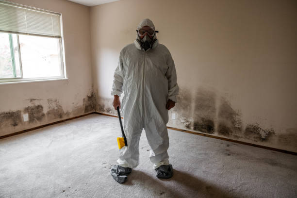 Best Home Mold Removal  in Combe, LA