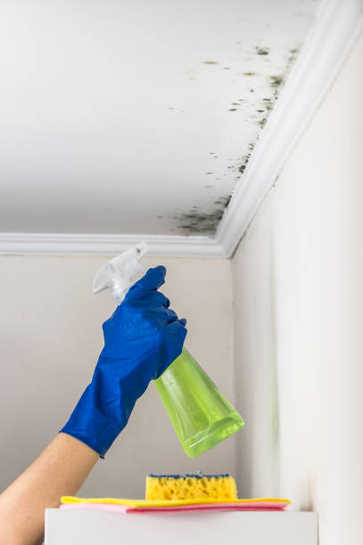 Best Attic Mold Removal  in Combe, LA